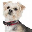 TRESPAWS HALSBAND SCOOBY thumbnail