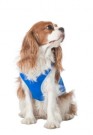 TRESPAWS ALASKA - Kjølevest for hund thumbnail