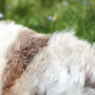 Espegard Lammeskinn Tibetansk Fjellsau thumbnail