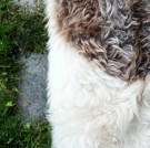 Espegard Lammeskinn Tibetansk Fjellsau thumbnail